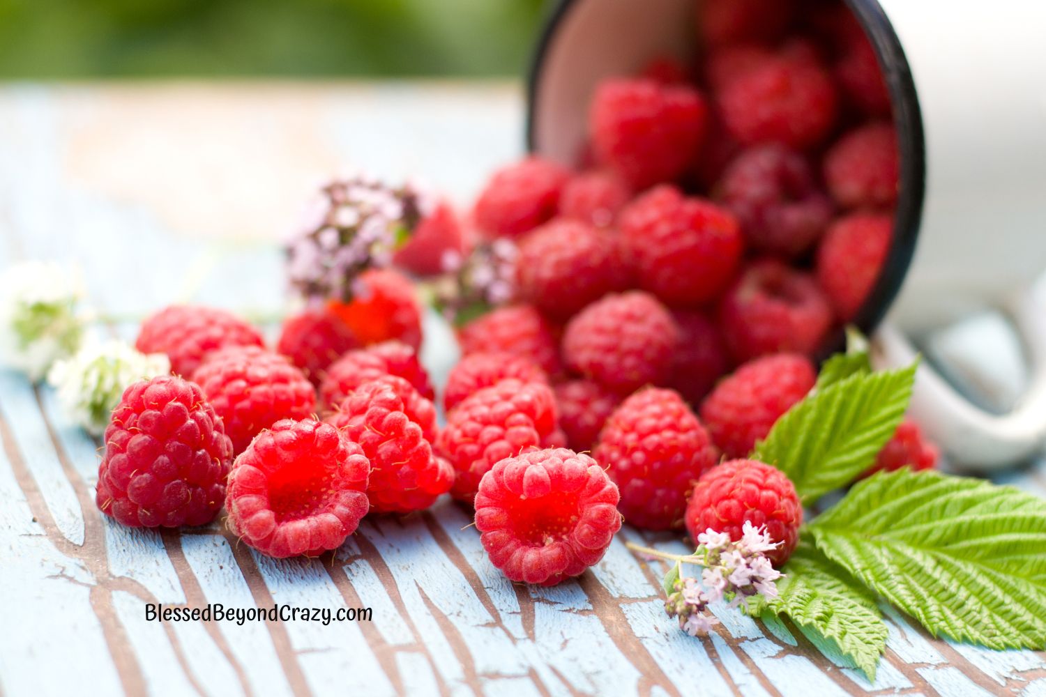 Fresh raspberries spilling out of a white ceramic cup