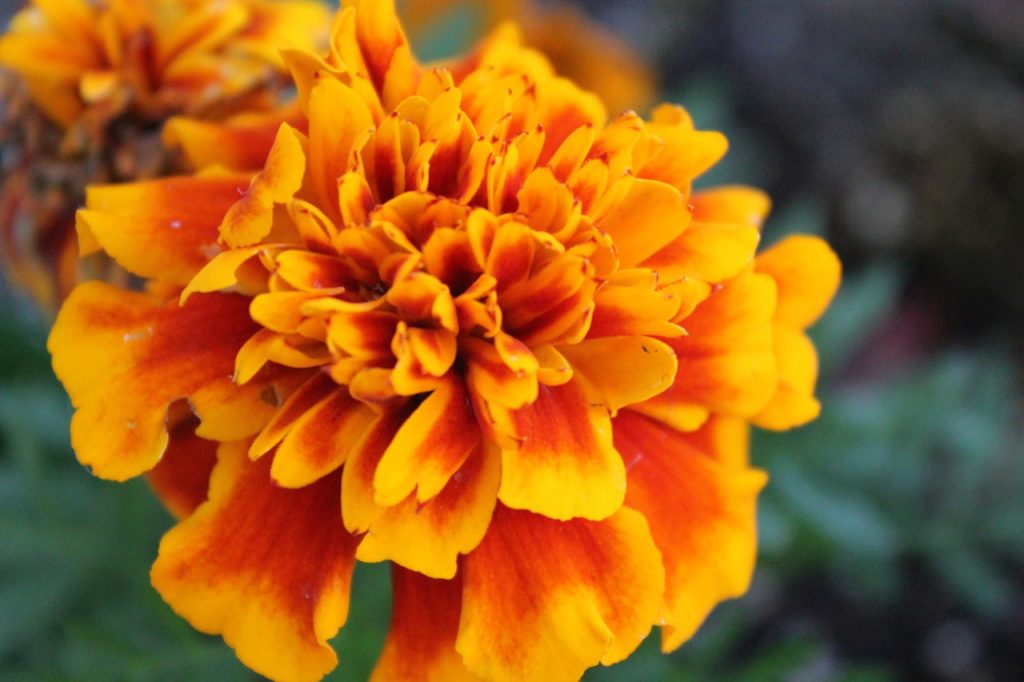 marigolds